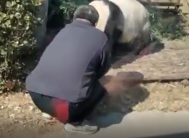 男子无视规定，爬入熊猫园区。