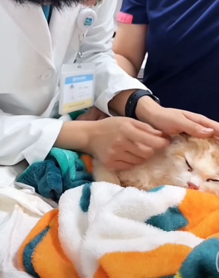 中國小動物保護協會替2隻貓咪體檢。