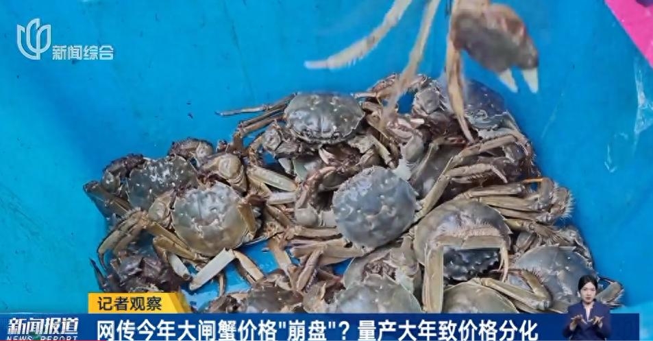 大閘蟹全線崩盤?產量大致價格分化。 大閘蟹全線崩盤?產量大致價格分化。