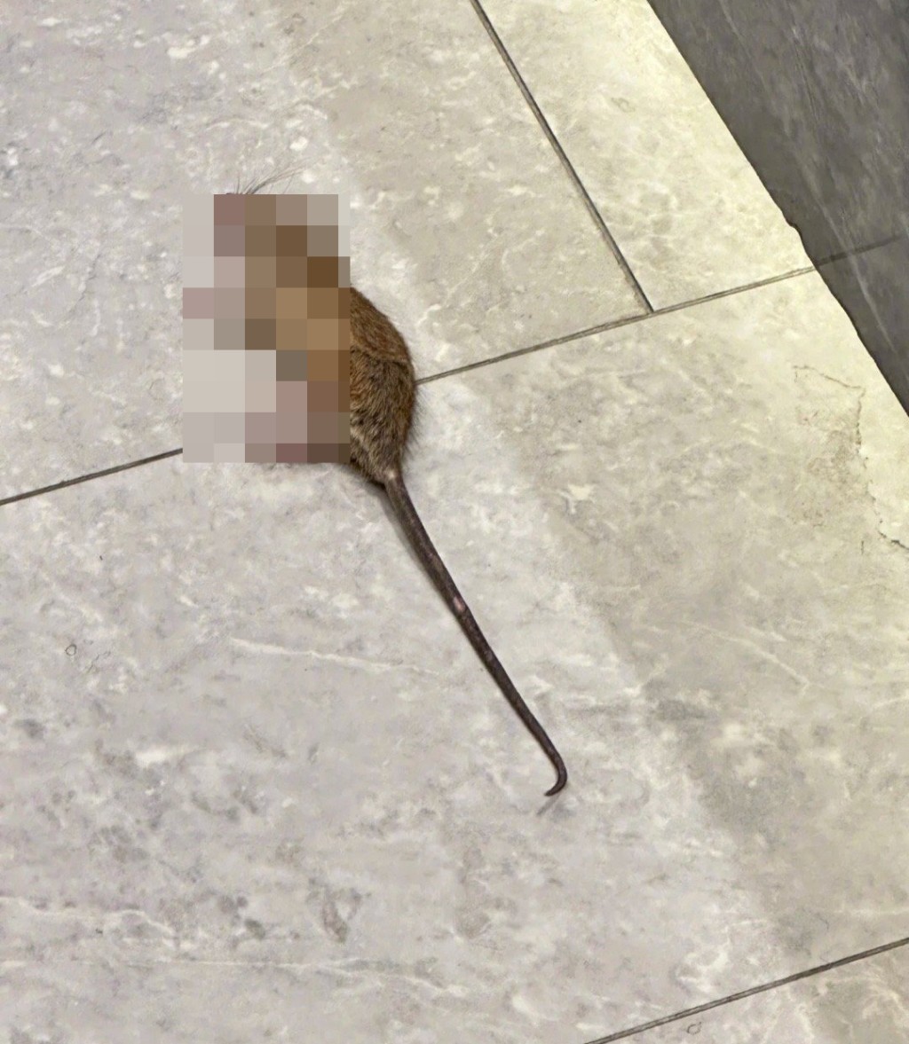 被打死的老鼠。 被打死的老鼠。