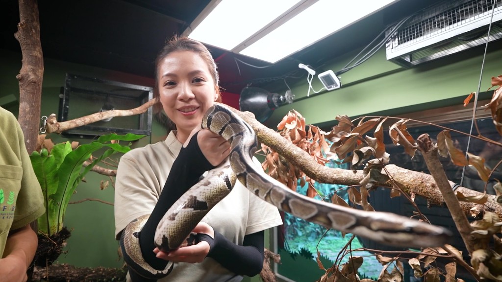 陳曉華「動物護理員」,與蛇共舞。 陳曉華「動物護理員」,與蛇共舞。