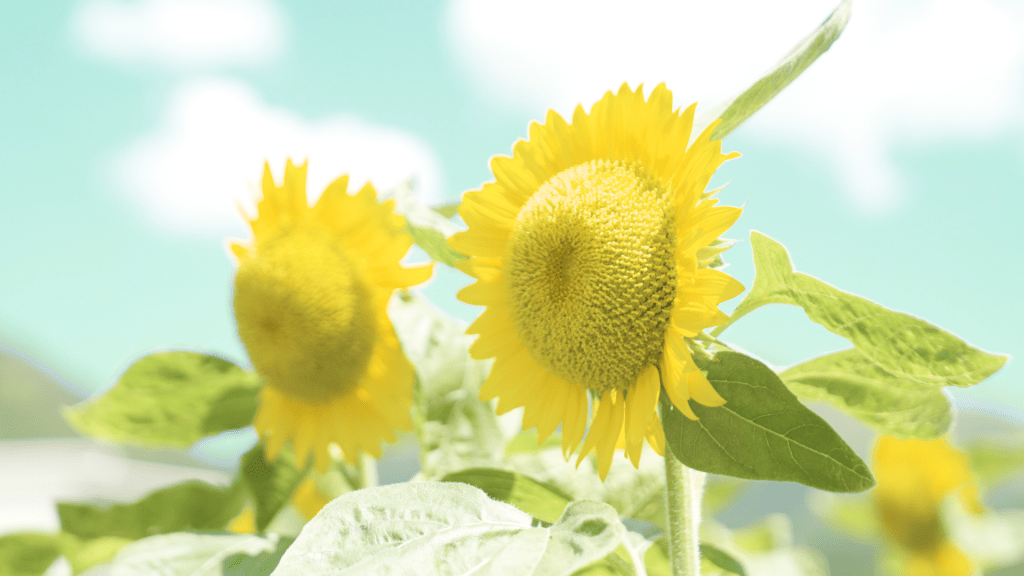 即使今年7月受到颱風泰利吹襲