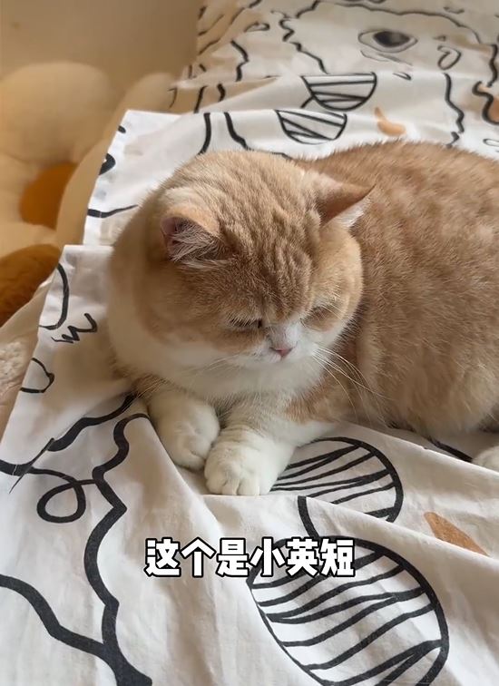 寵物酒店有大量的貓狗。