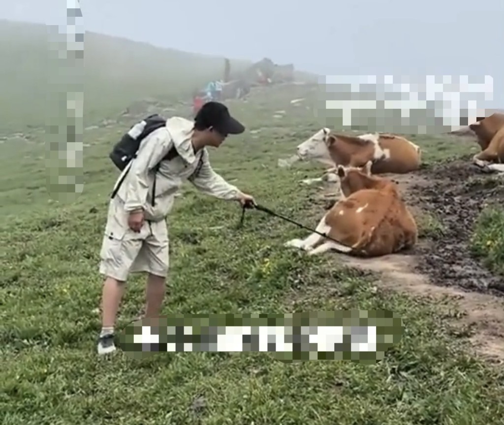五台山遊客挑逗牛群遭踩踏。搜狐千里眼 五台山遊客挑逗牛群遭踩踏。搜狐千里眼
