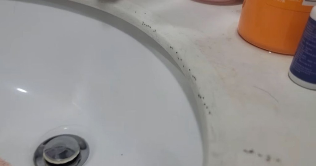 從她上載的片段可見，逾百隻螞蟻在浴室的洗手盆中遊走。（圖片來源：「淘寶開心share」Facebook群組） 
