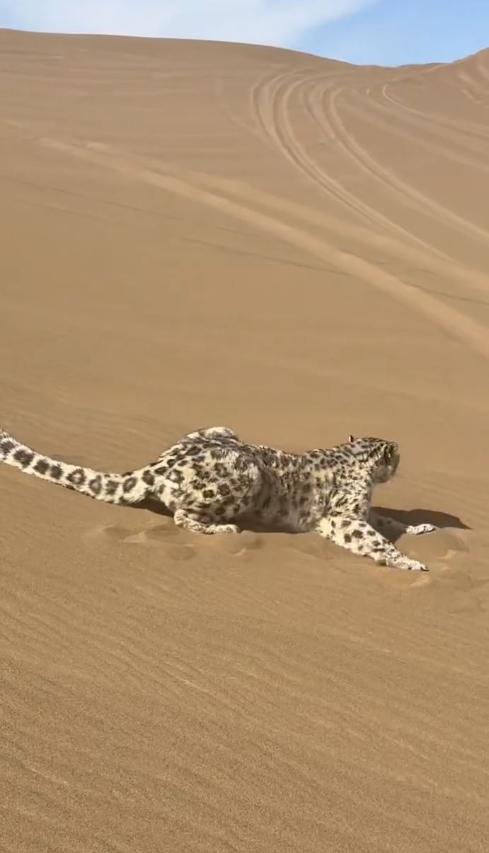 新疆沙漠罕见出现雪豹。抖音＠阿卜-浩雅沙行