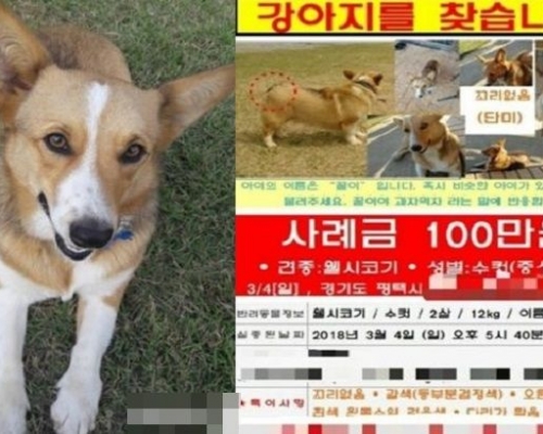30歲女狗主所養的兩歲大哥基犬上月4日失蹤後，在寓所附近四處張貼尋犬告示。網圖