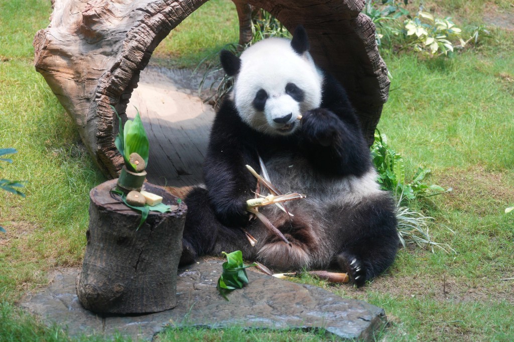 可可。海洋公園提供