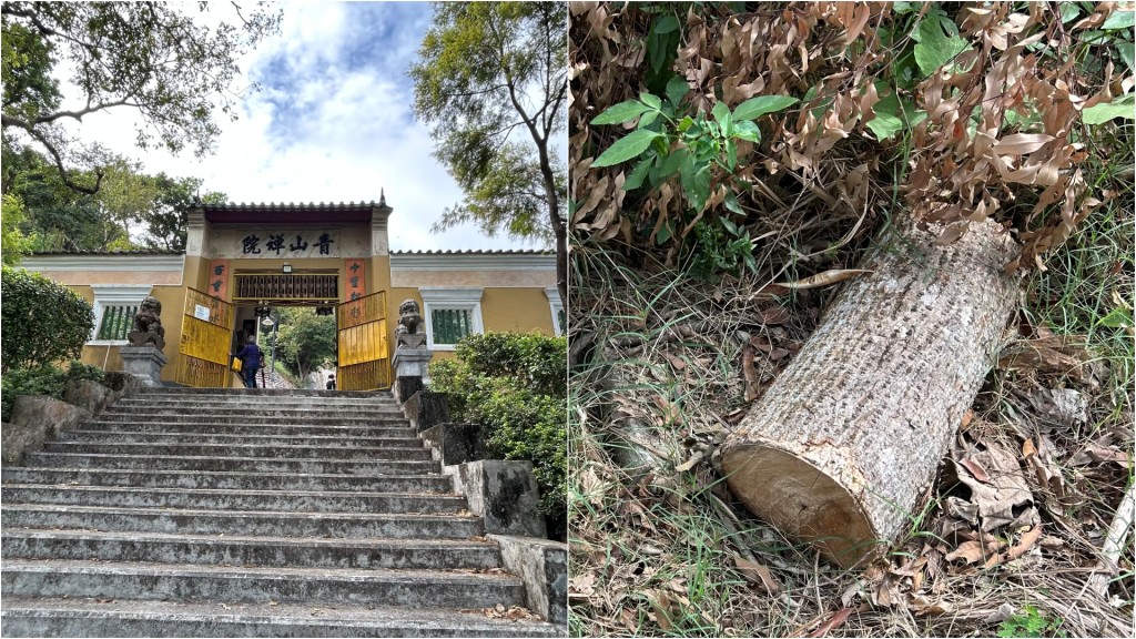 青山禪院奪命工傷｜雜工鋸樹砍腳倒斃墳頭 入職6年育有一女 職員：日常懂操作電鋸