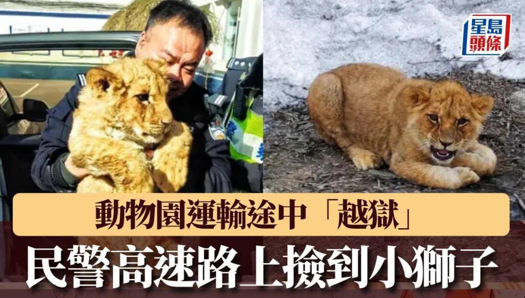 山西高速路上驚現非洲獅幼崽。