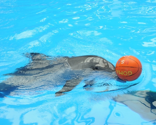 目前有21條樽鼻海豚居住於海洋公園。資料圖片