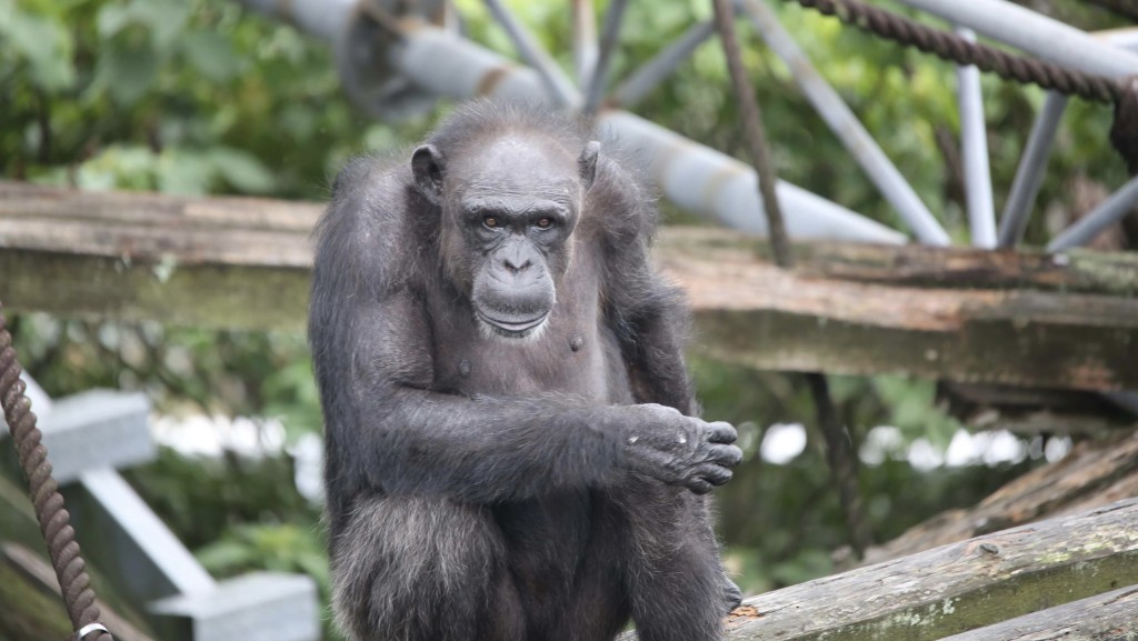 被譽為「天才黑猩猩」的雌性黑猩猩「愛」。 京都大學人類行為進化研究中心