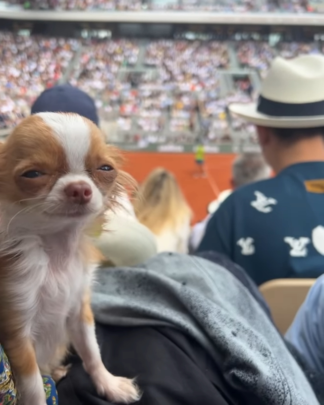 狄美摩亞的愛犬做電燈膽。