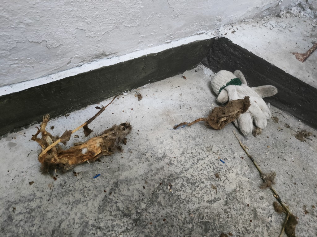 二至四樓有數隻被燒焦的死老鼠。