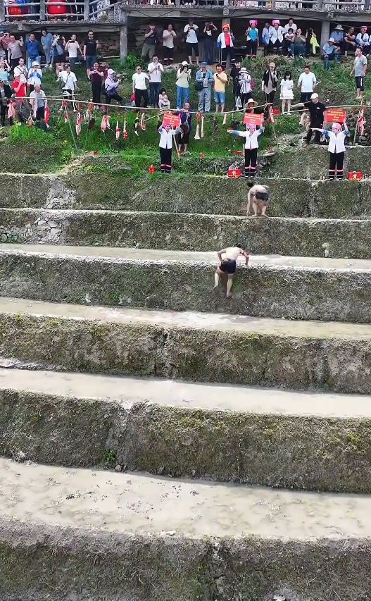 參賽者要爬過如成人肩高的梯田。微博@海那個角