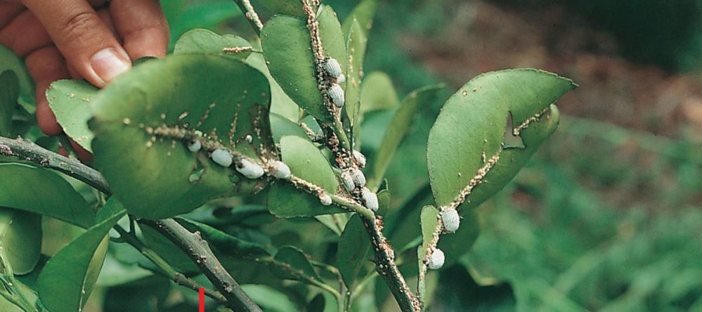 吹綿蚧殼蟲主要吸食植物汁液。台灣動植物防疫檢疫局圖片