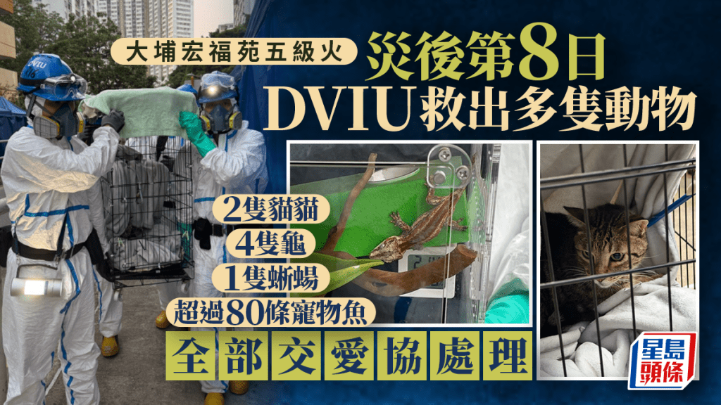 大埔宏福苑五級火｜災後第8日DVIU再入屋搜索 救出兩貓咪等多隻生還動物