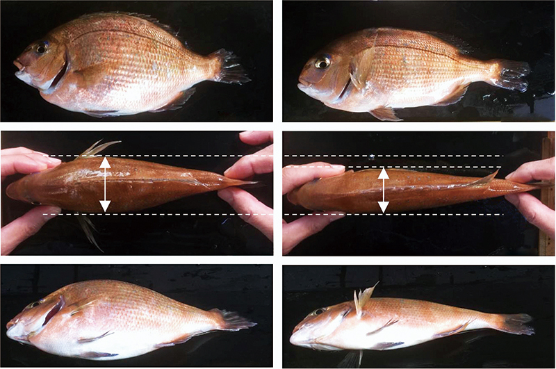 日本的基因編輯真鯛（左）可食用部位比一般真鯛（右）多。