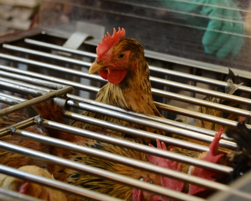 自2014年至今,內地衞生當局通報共39宗人類感染甲型禽流感(H5N6)個案。資料圖片