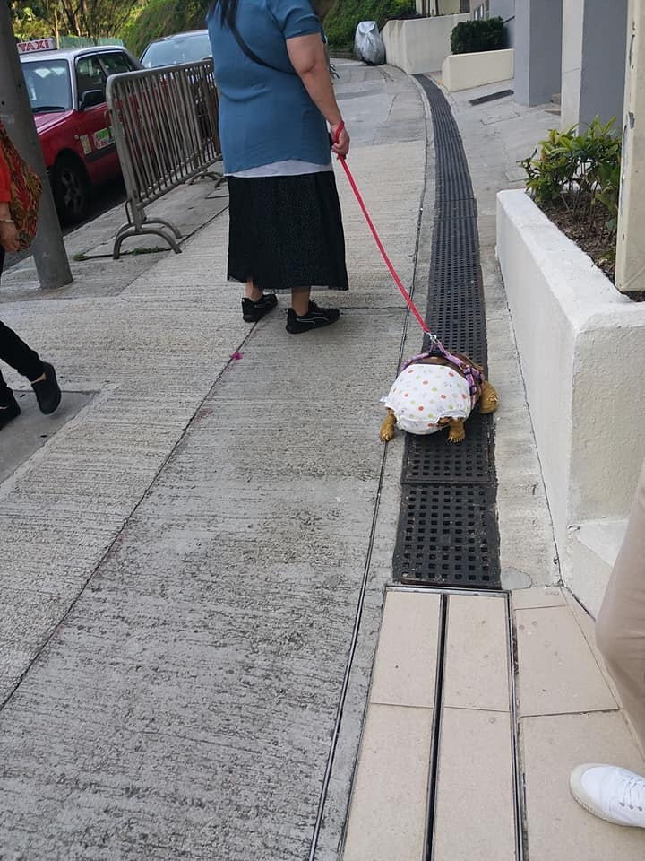 網圖