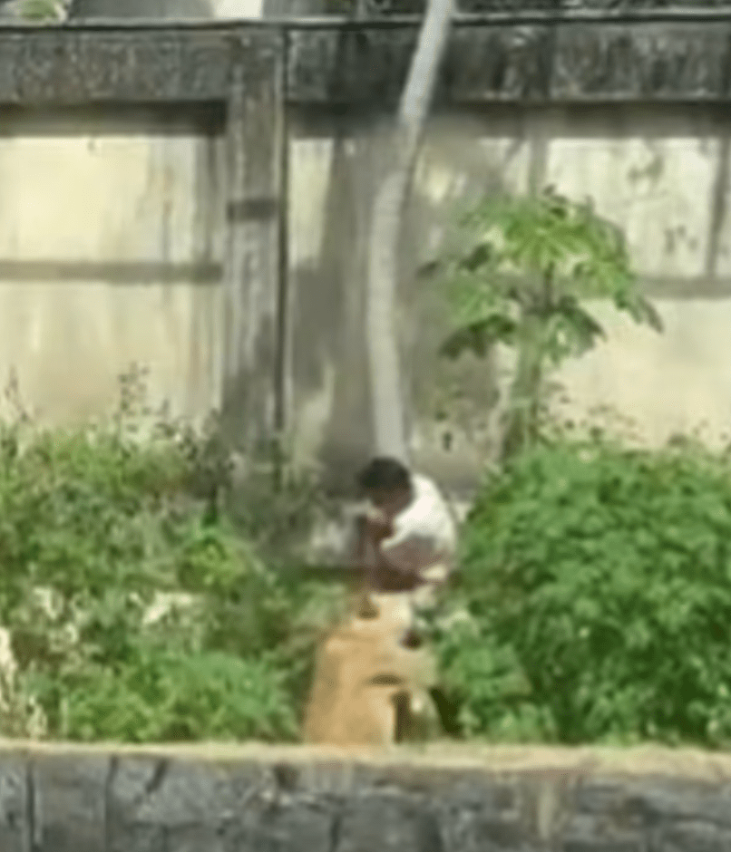 馬查多翻越6米高牆後，沿展區內一棵大樹爬下，落地瞬間即被展區內的母獅撲倒撕咬。X@telefenoticias