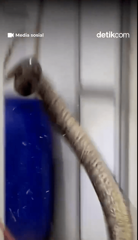 期間巨蟒疑被驚動，粗壯尾巴猛力衝破天花跌落，嚇得隊員忍不住向後跳開。X@detikcom
