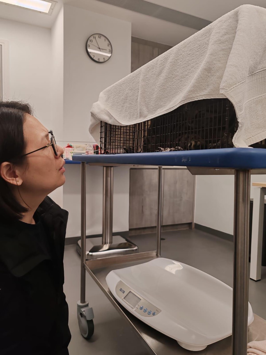 愛護動物協會人員將貓貓送往愛協中心檢查。愛護動物協會提供