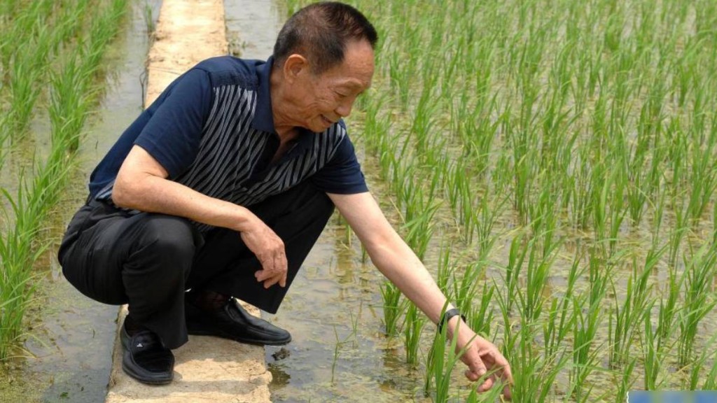 已故的袁隆平有「中國雜交水稻之父」之稱。新華網