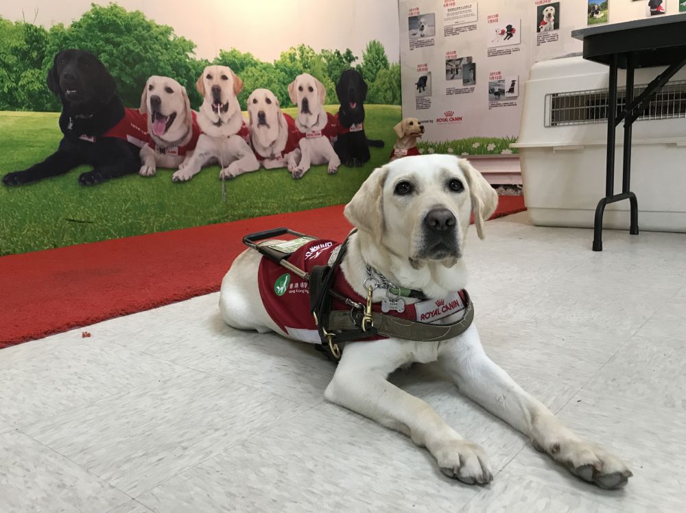 拉布拉多犬性情穩定和友善,十分適合當導盲犬。發展局網站