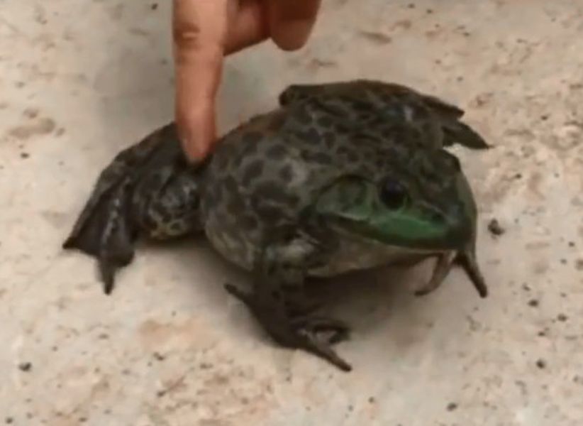牛蛙最後被老闆拿回家養著。網圖