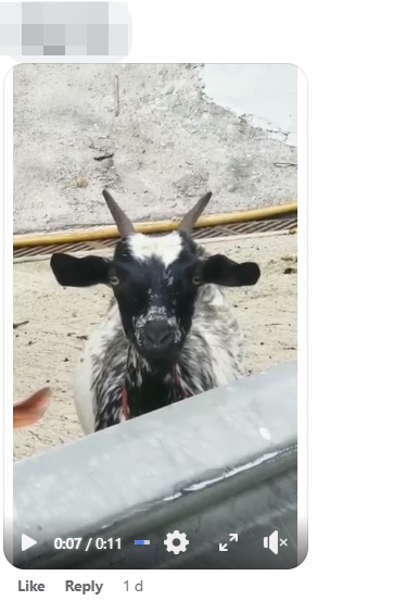 網民上載短片佐證屯門公路附近有羊。網上截圖
