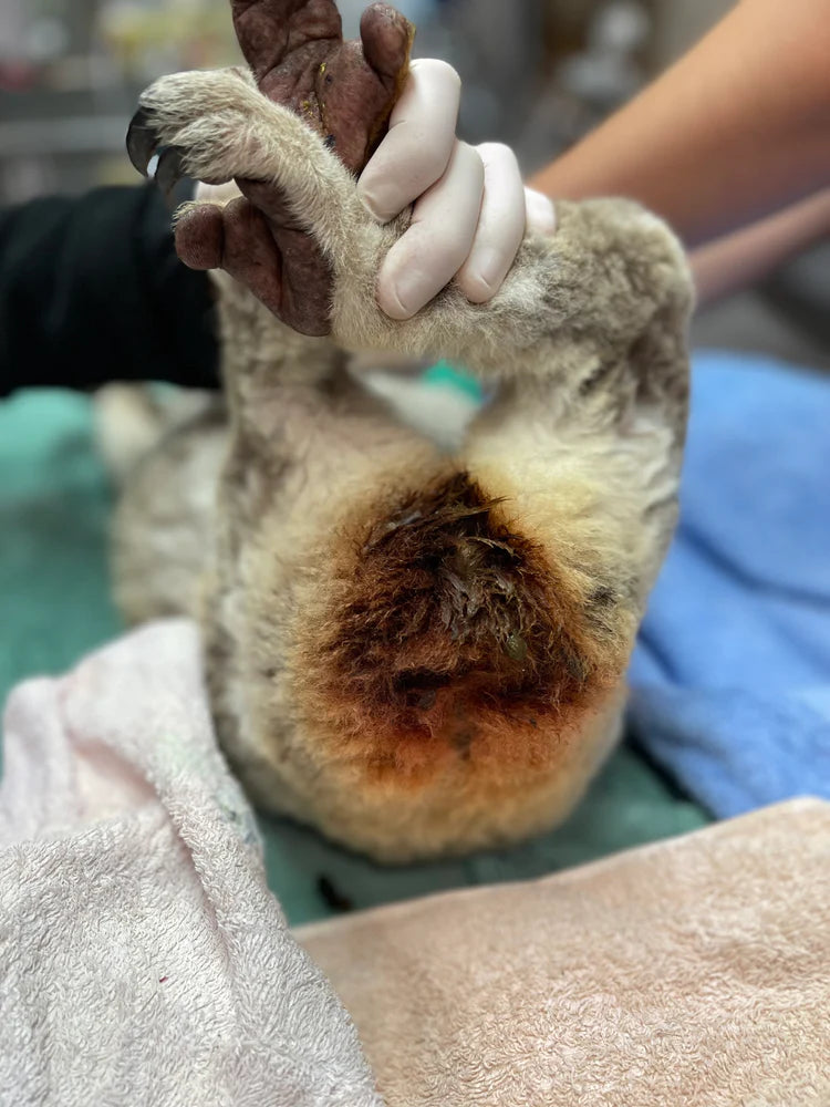 披衣菌會導致樹熊膀胱感染。 Koala Conservation Australia 披衣菌會導致樹熊膀胱感染。 Koala Conservation Australia
