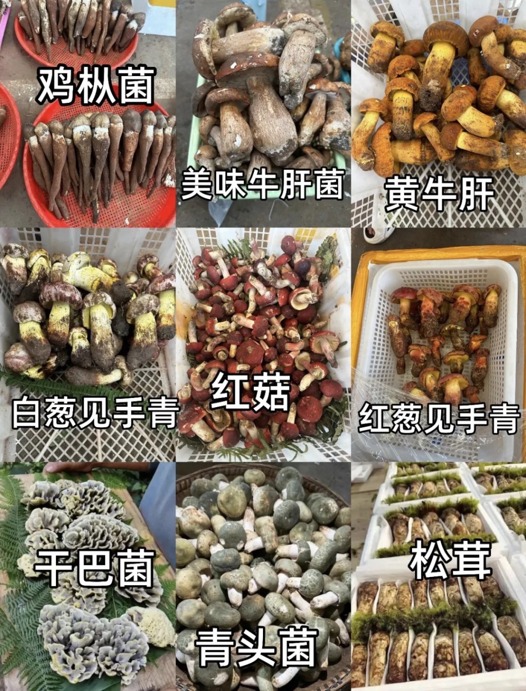採摘野生菇要有豐富菌類知識，以免誤食毒菇。