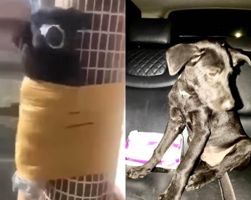 小黑狗被人像「木乃伊」般纏綁柱上動彈不得。影片截圖