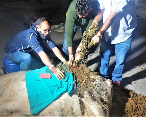 印度一隻懷孕乳牛經剖腹手術後,從肚子裡拉出重達71公斤的垃圾。網圖