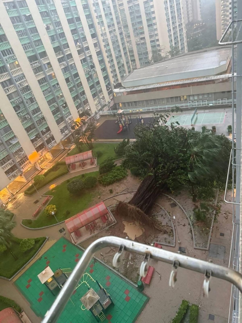 愛民邨老榕樹遭連根拔起