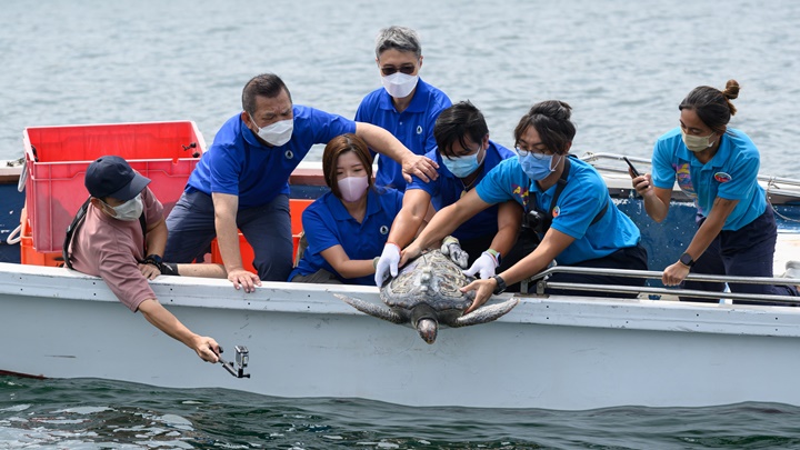 漁護署今天將3隻早前獲救的綠海龜放流回大海。政府新聞處圖片