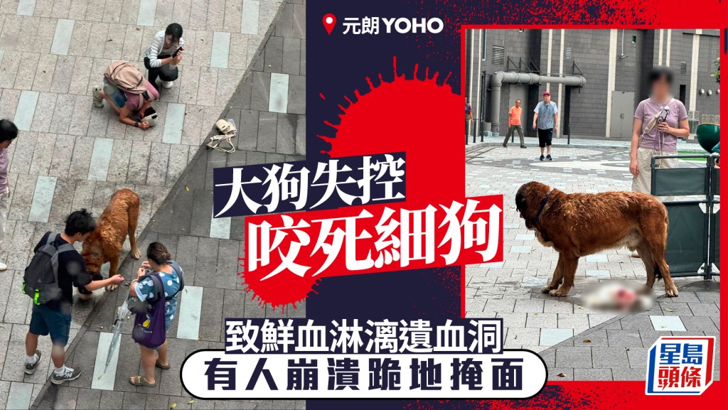 元朗YOHO大狗失控咬死細狗鮮血淋漓 有人崩潰跪地 多名警員協助制服