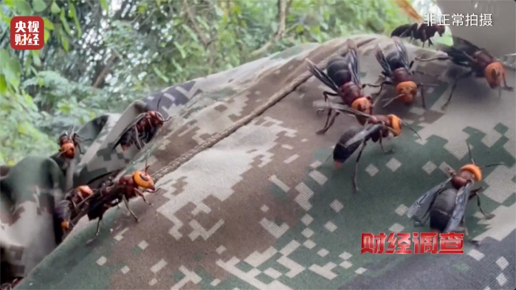 央視曝光濫養殺人蜂兜售牟利成風。