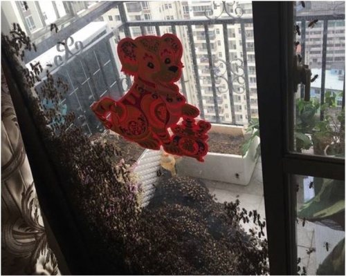 露台上的一件羽绒服几乎都爬满了蜜蜂。