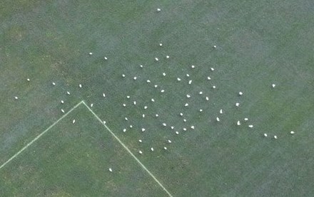 近看白点全都是鹭鸟。fb「将军澳主场」截图