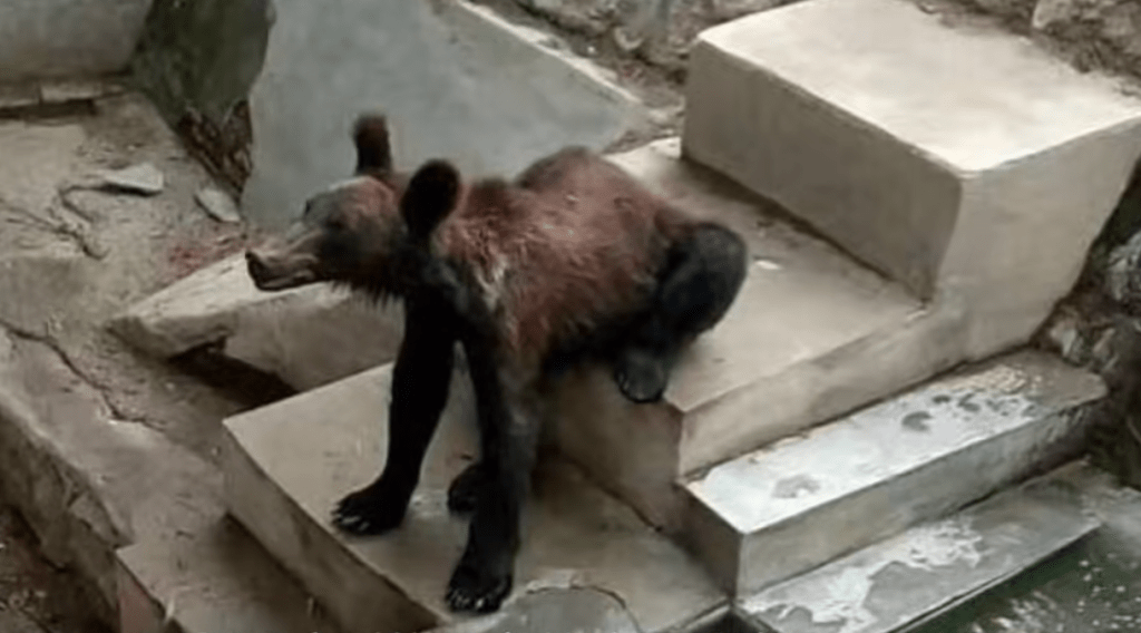 網傳該動物園的熊瘦得像狗。