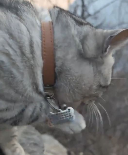 豆豆过去多次被好心游客带落山，试过一天三次自己爬上山回家。抖音