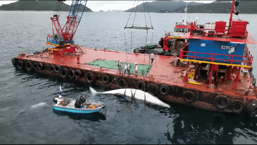 一條布氏鯨上月進入香港水域後，前日被發現死亡，身上有多處新傷口。資料圖片