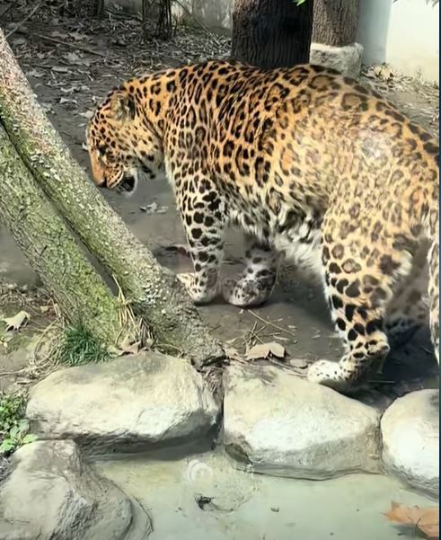 成都有動物園食用太好，令兩隻黑豹和金錢豹肥到「肚腩快拖地」。抖音