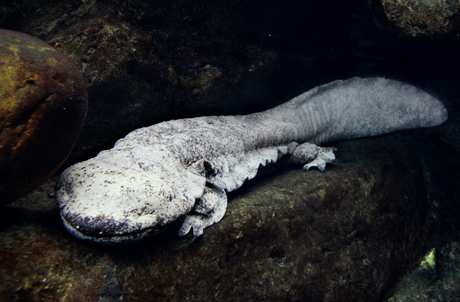 海洋公园17岁雌性娃娃鱼病情病化及无法治愈　园方安排安乐死。图为中国大鲵（海洋公园图片）