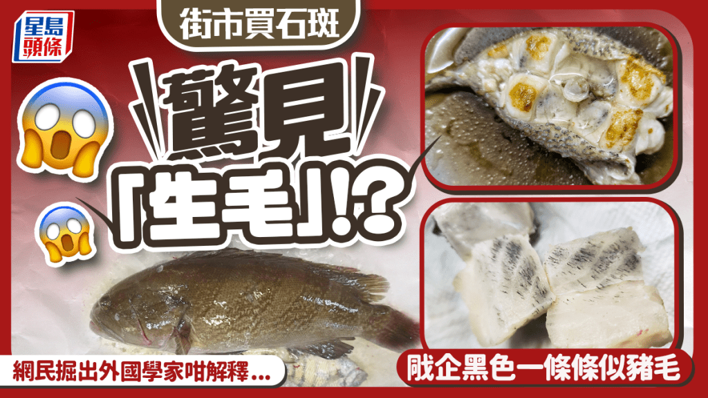 網民買中型石斑驚見「生毛」?切開魚肉似未燒熟豬毛 寄生蟲學家曾解釋為1現象 食安中心咁建議......