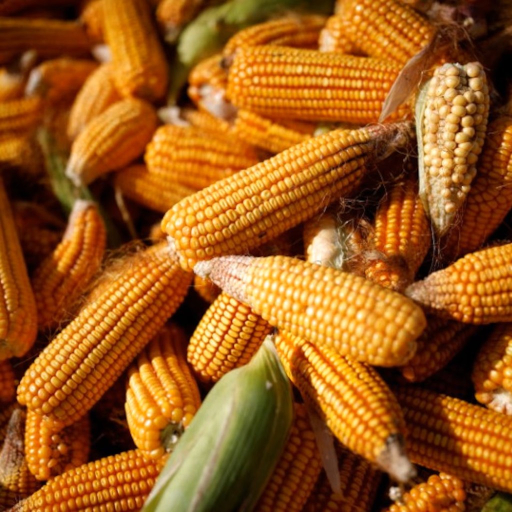 可口可乐︱特朗普“出口术”指重用蔗糖拖累一类股价急跌…… | 星岛加拿大都市网多伦多