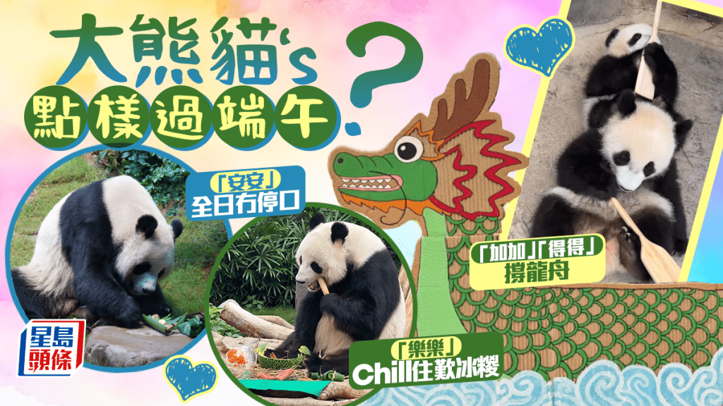 端午節︱熊貓家族齊食糭應節？ 加加、得得萌爆拎船槳撐龍舟  盈盈、樂樂Chill住歎冰糉