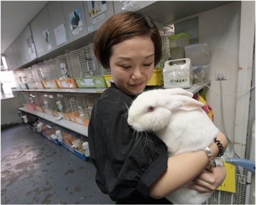 董芳宜指飼養兔子是一個最少8年至10年的承諾。